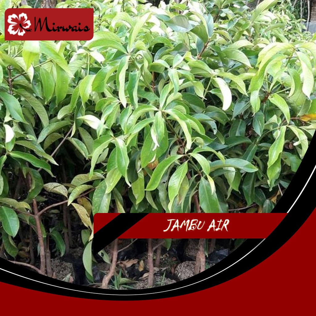 Jual 10 Paket Tanaman Jambu Air - (Mirwais) | Shopee Indonesia