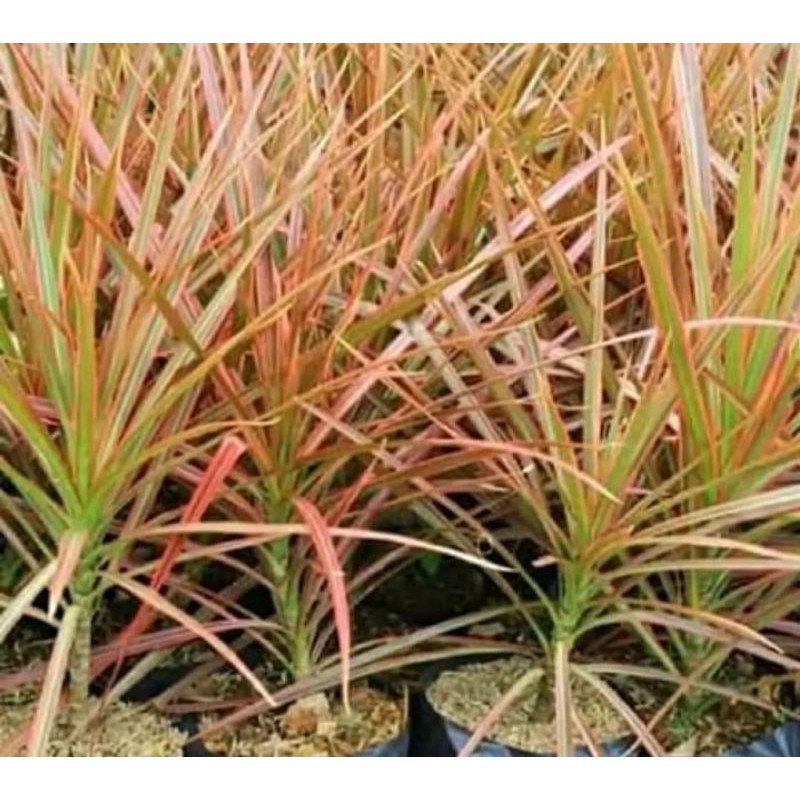 Jual Tanaman hias tri color | Shopee Indonesia