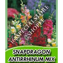 Jual Biji Bunga Snapdragon Antirrhinum Snappy Tongue Seeds (Isi 10 biji ...