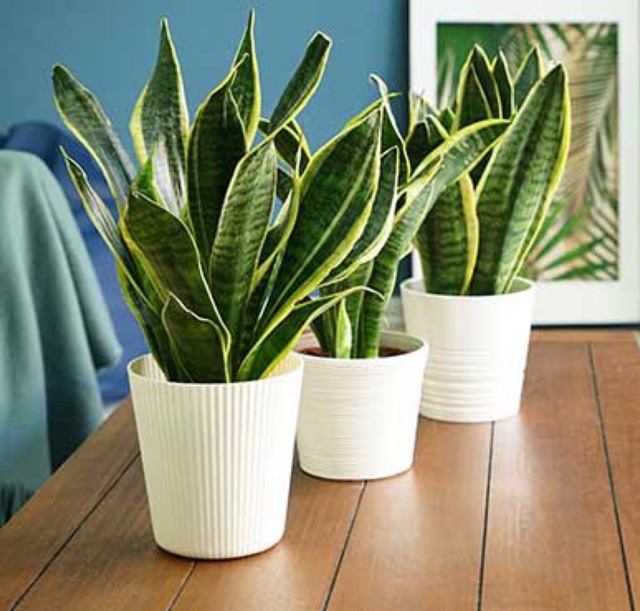 Jual Tanaman Hias Sansivera Lidah Mertua Golden Sansevieria indoor ...