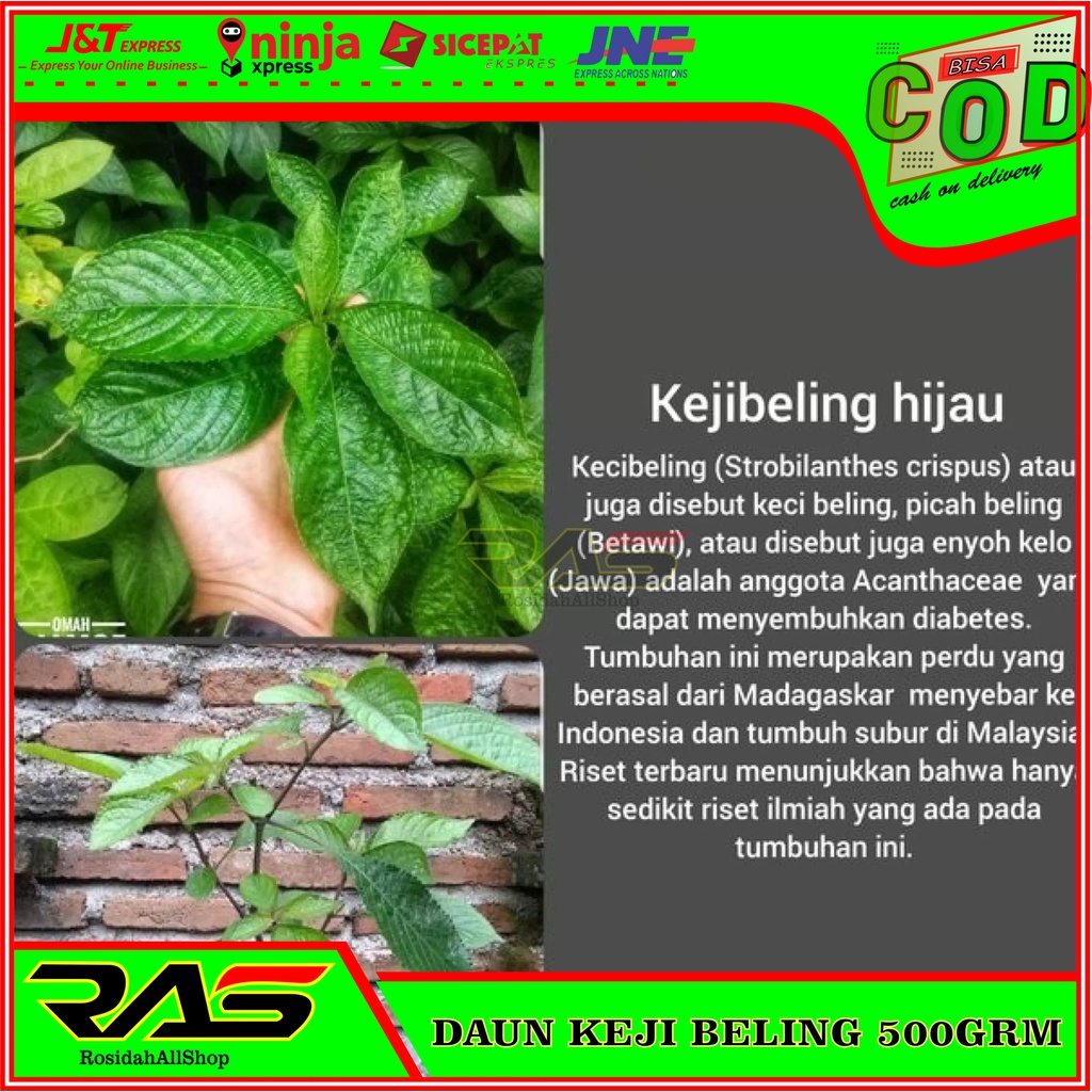 Jual DAUN KEJI BELING 500 GRM/PECAH BELING PENANGKAL BATU GINJAL