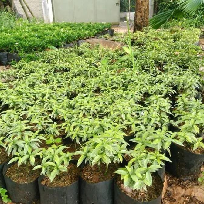 Jual Rembosa mini variegata | Shopee Indonesia