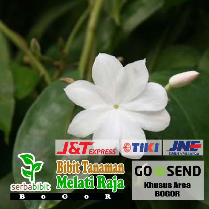 Jual Bibit Bunga Melati Raja - Jasminum rex - King Jasmine | Shopee ...