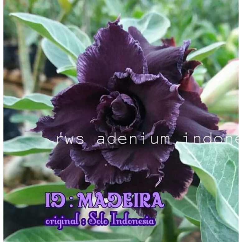 Jual Tanaman Hias Bunga Adenium Tumpuk Grafting Madeira (Size A ...