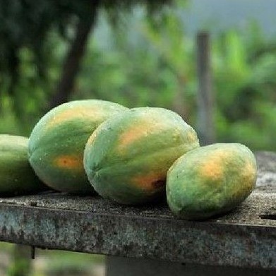 Jual Pepaya Mengkel 1kg/ Pepaya Mengkal/ Pepaya Rujak | Shopee Indonesia