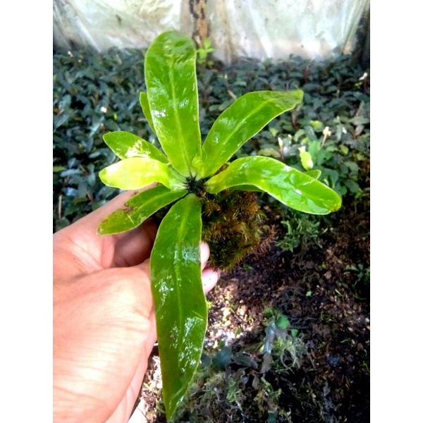 Jual kadaka mini (tanaman darat) | Shopee Indonesia