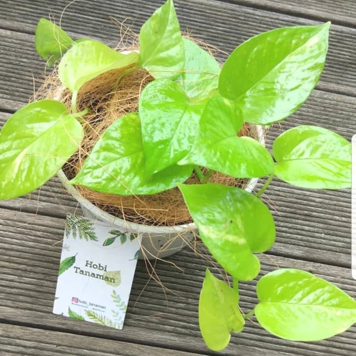 Jual Tanaman Sirih Gading Neon Pothos Shopee Indonesia