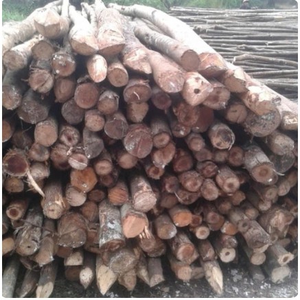 Jual Kayu Dolken Ukuran 10-12 untuk Proyek - Dolken untuk Proyek