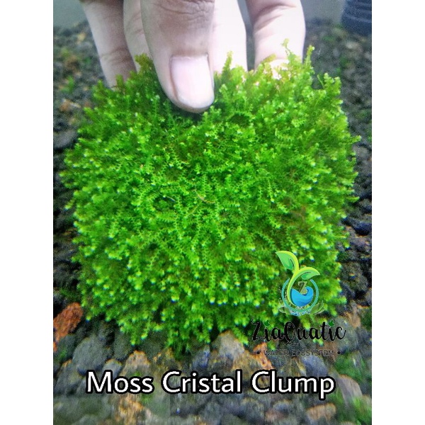 Jual Tanaman Aquascape Cristal Moss Clump (Rare/Langka) | Shopee Indonesia