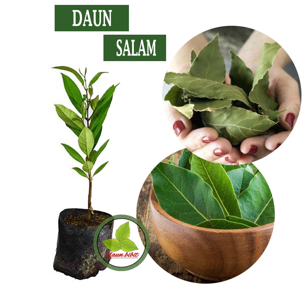 Jual Bibit Daun Salam Kualitas Unggul | Shopee Indonesia