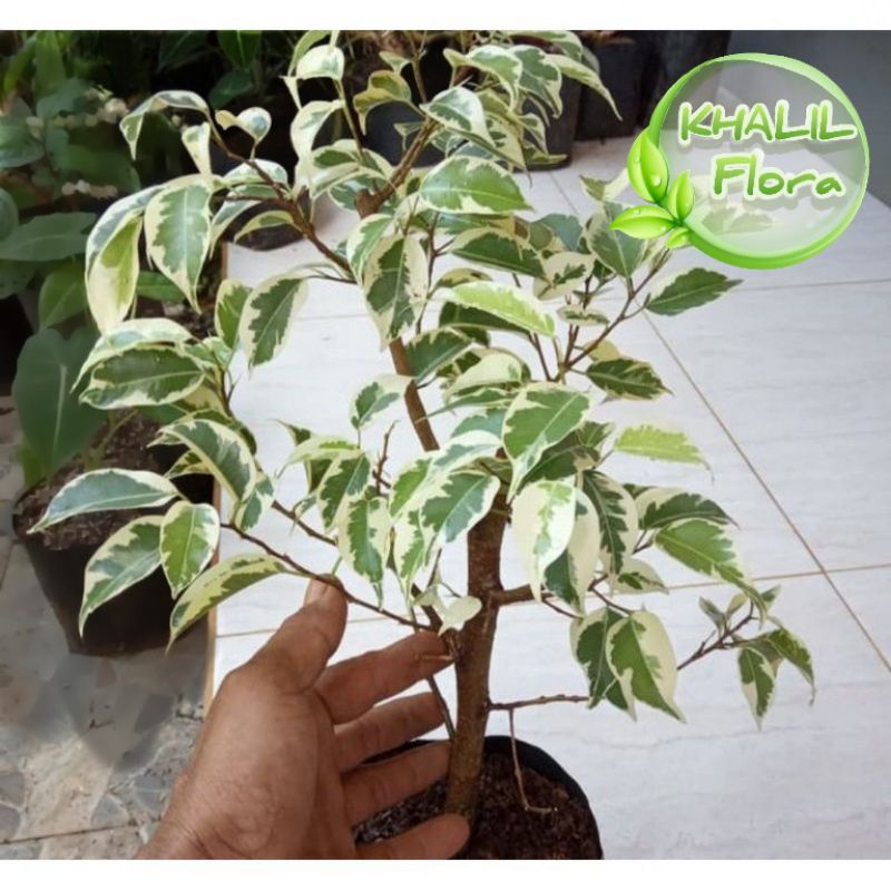Jual Tanaman Beringin Putih / Pohon Beringin Varigata Bonsai Shopee