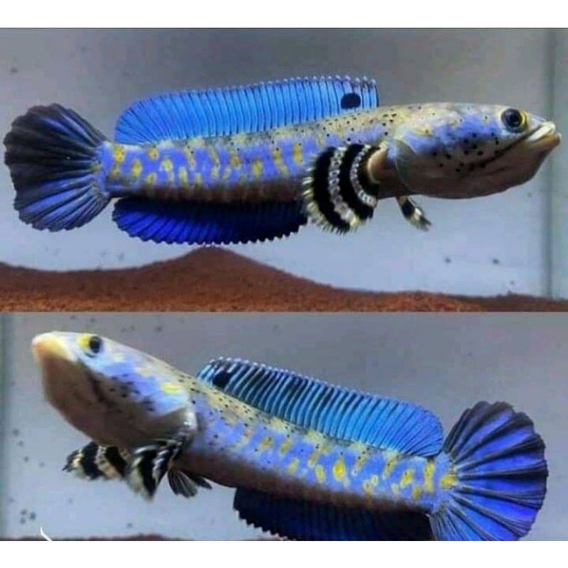 Jual Hiasan Aquarium Channa Pulchra jumbo (Free Limbata) | Shopee Indonesia