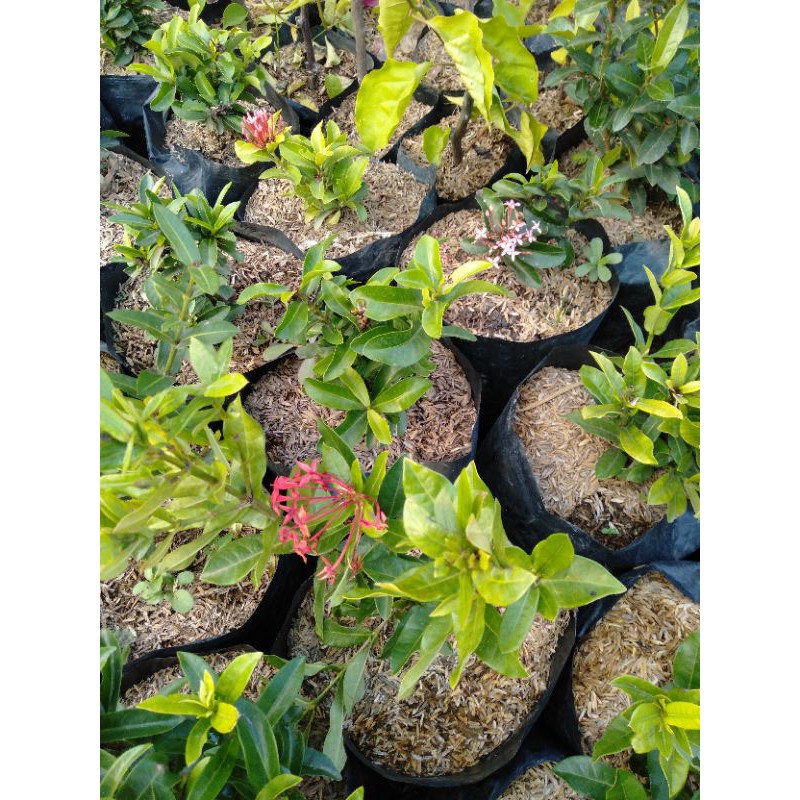 Jual bunga suko/suko/ixora | Shopee Indonesia