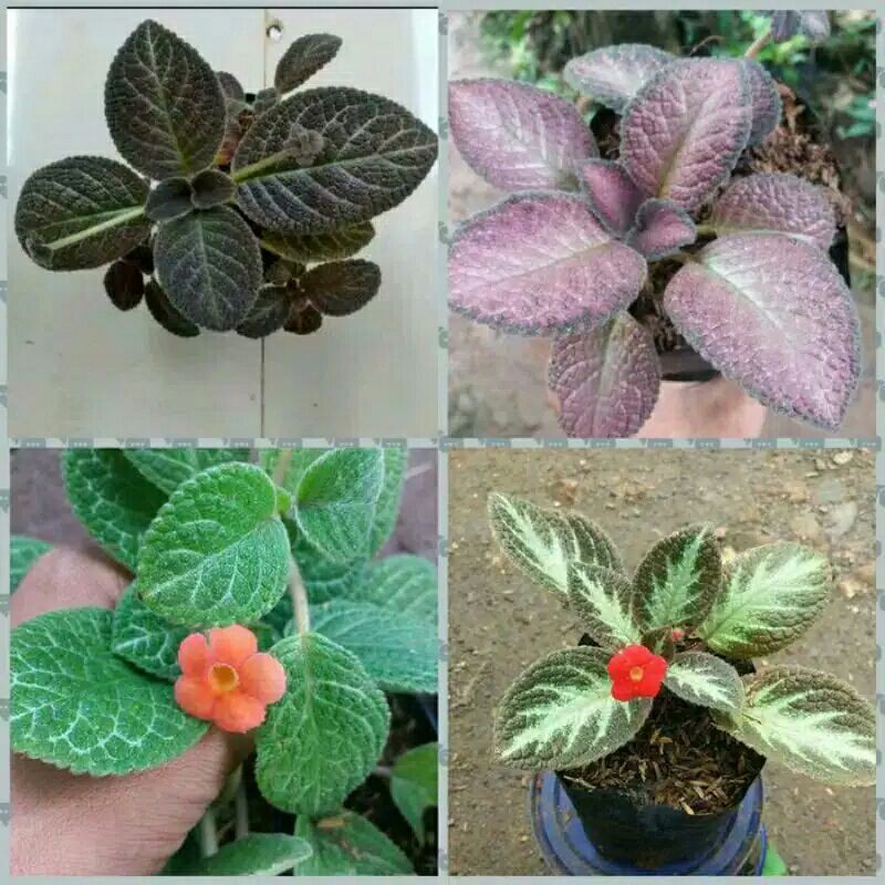 Jual Tanaman Hias Tanaman Gantung Espisia/Daun Bludru/Tanaman Hidup ...