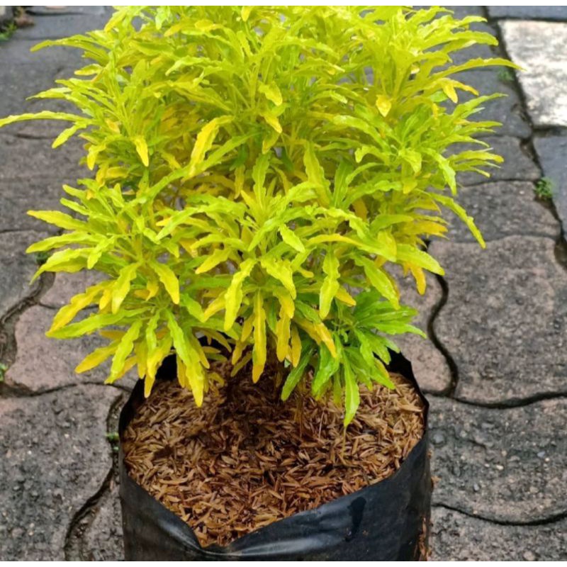 Jual Paket 3 tanaman hias indoor - Brokoli Kuning - Rembosa Mini ...