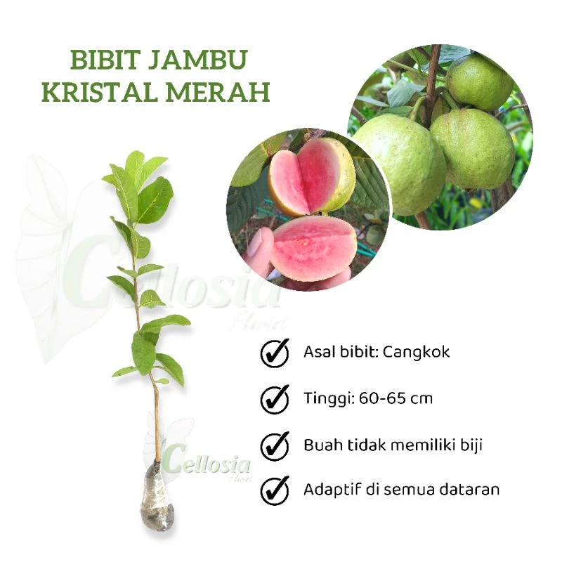 Bibit Jambu 1
