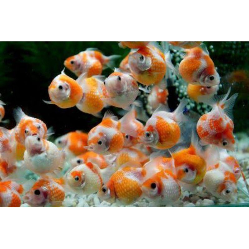 Jual ikan koki mutiara aquascape | Shopee Indonesia