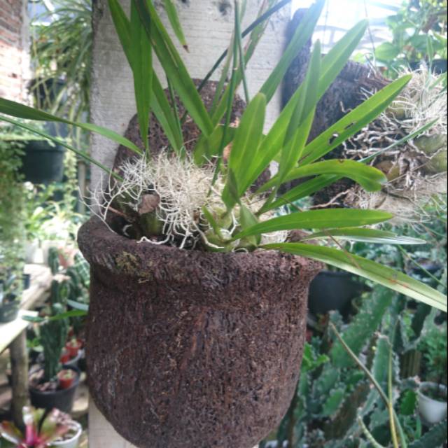 Jual Pot anggrek pot pakis pot galar pot antik | Shopee Indonesia