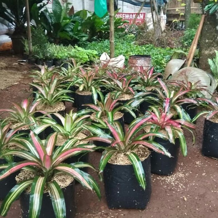 Jual Tanaman hias bromelia tri color | Shopee Indonesia