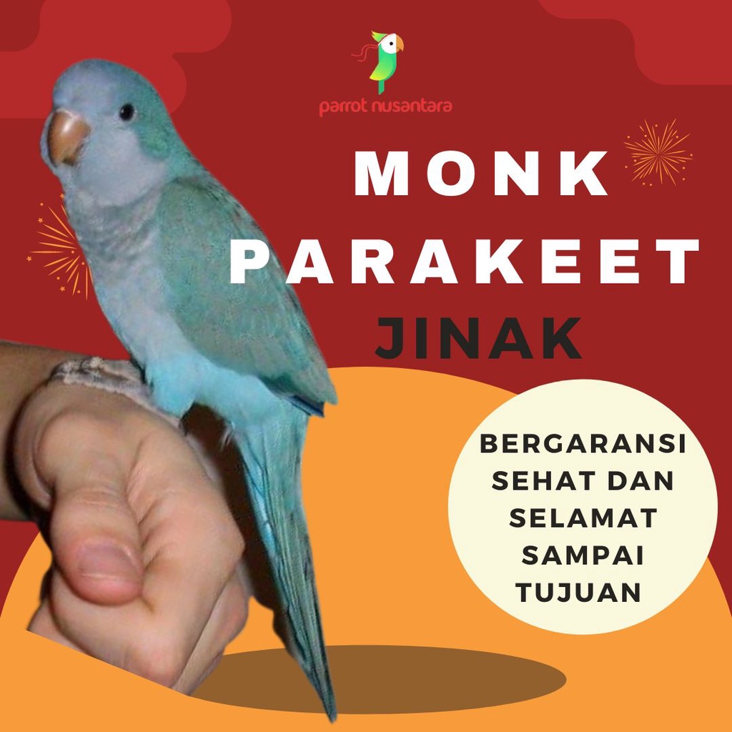 Jual Burung Parrot monk parakeet blue jinak Shopee Indonesia