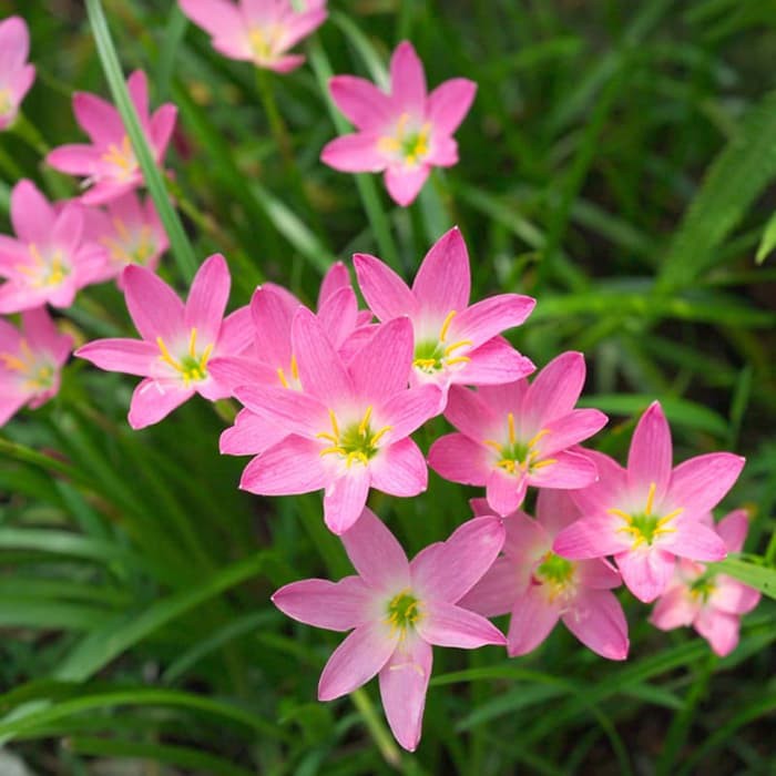 Tanaman Hias Lily Hujan Bunga Pink Bunga Lily Tanaman Bunga Lili