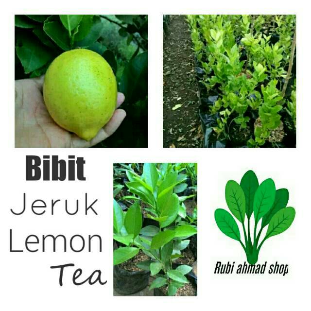 Jual Bibit Jeruk Lemon Tea Pohon Jeruk Lemon Tea Shopee Indonesia