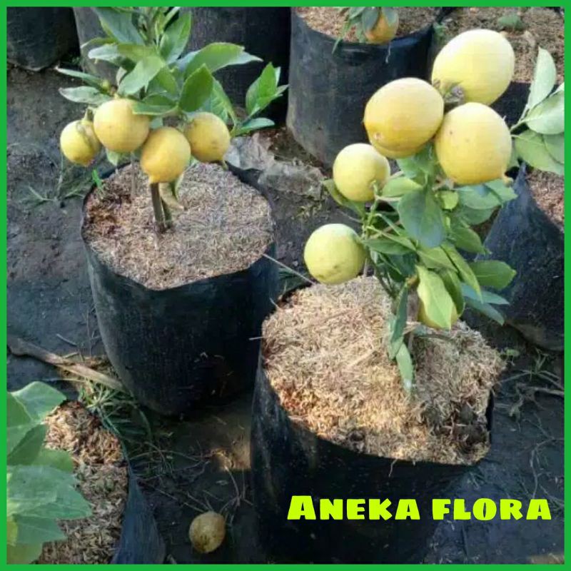 Jual Bibit Jeruk Lemon Okulasi Ukuran 60 80cm Shopee Indonesia