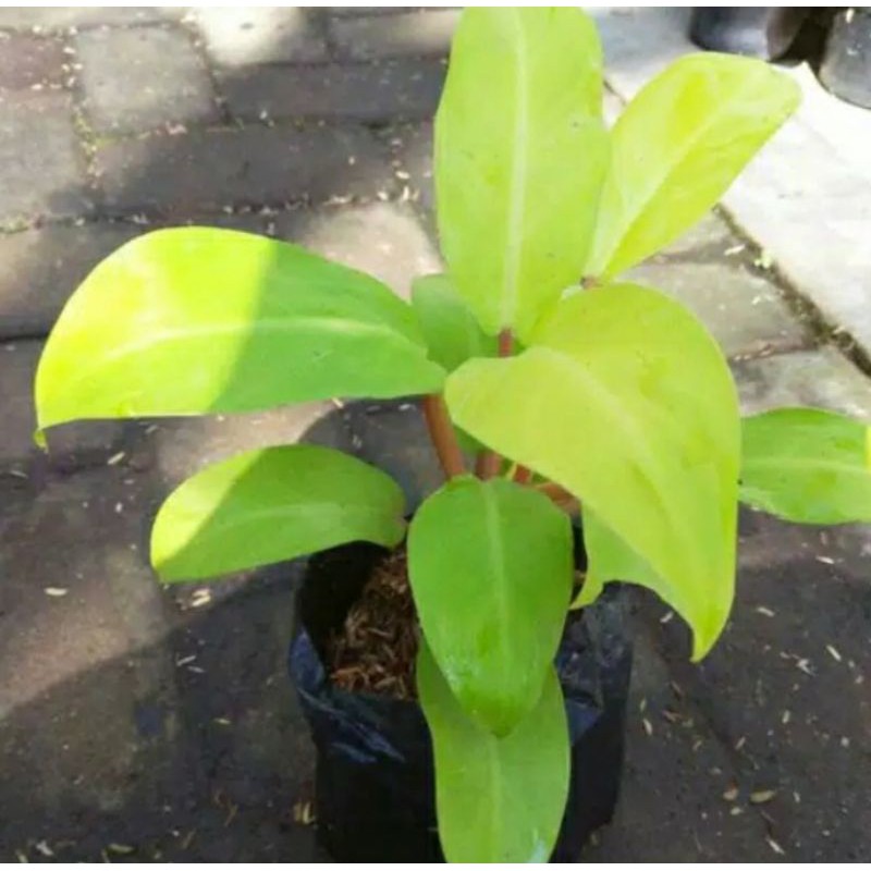Jual philo golden sunrise philo lemon pilo kuning tanaman indoor ...