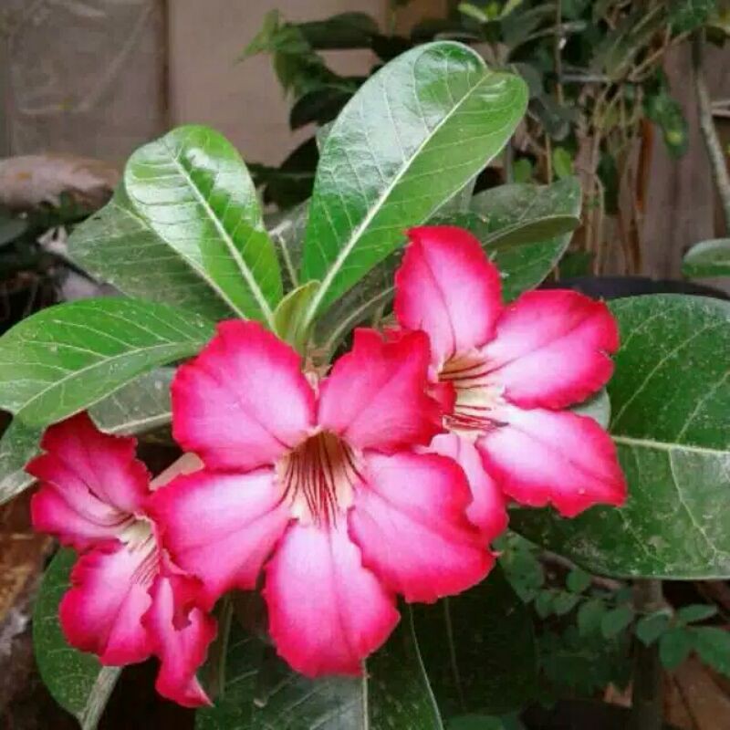 Jual Bunga Kamboja Pink Terlengkap & Harga Terbaru September 2026 ...
