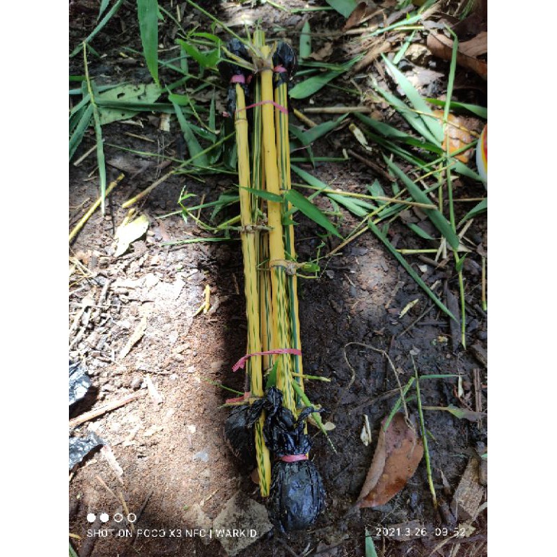 Jual BAMBU KUNING ANTI MALING SETAN BELEK 2 pcs | Shopee Indonesia