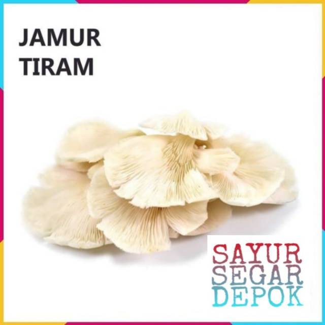 Jual Jamur Tiram Shopee Indonesia