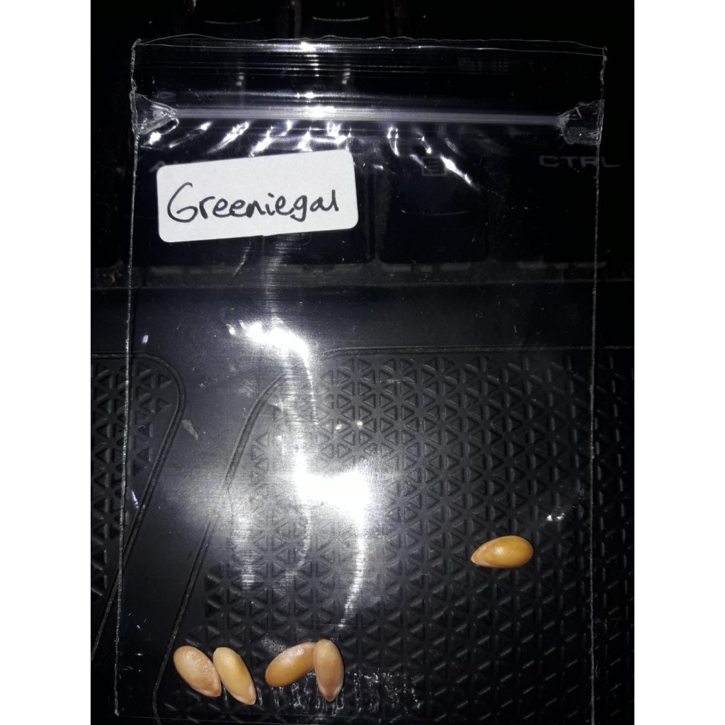 Jual Bibit Benih Buah Melon Greeniegal Shopee Indonesia