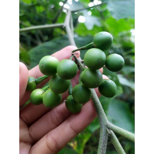 Jual Takokak Segar Pokak Cepokak Rimbang terung pipit 100 gram | Shopee ...