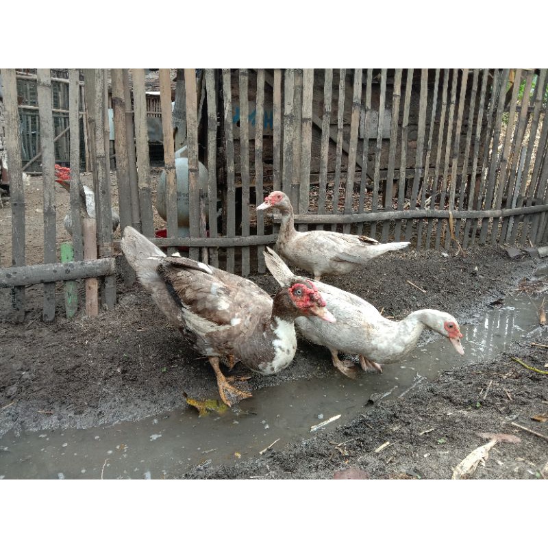 Jual Telur Mentok Rambon | Shopee Indonesia