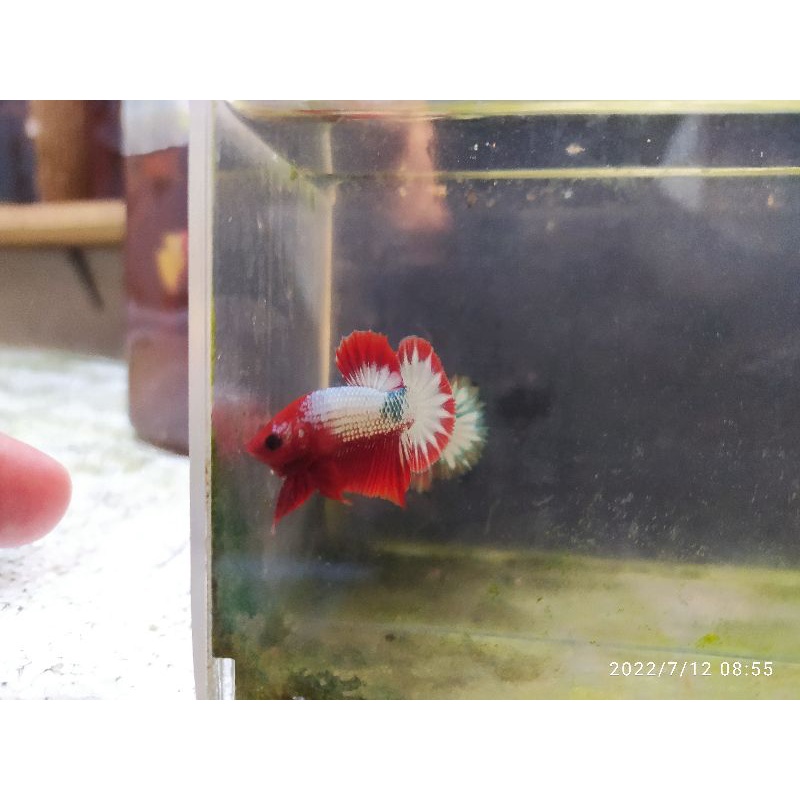 Jual fccp redhead realpict betta cupang kualitas | Shopee Indonesia