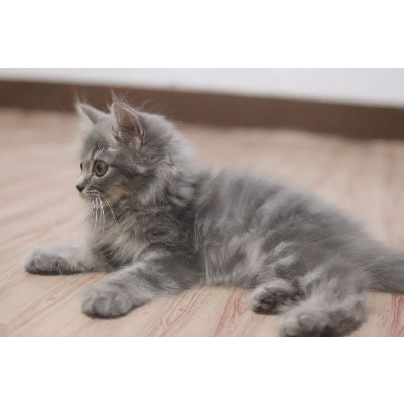 Jual kucing jantan kitten 4 bulan mainecoon | Shopee Indonesia
