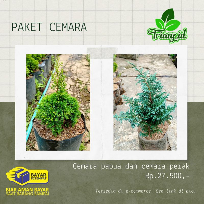 Jual cemara papua dan cemara perak | Shopee Indonesia