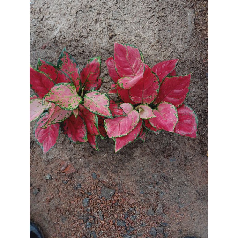 Jual red anja gruping | Shopee Indonesia