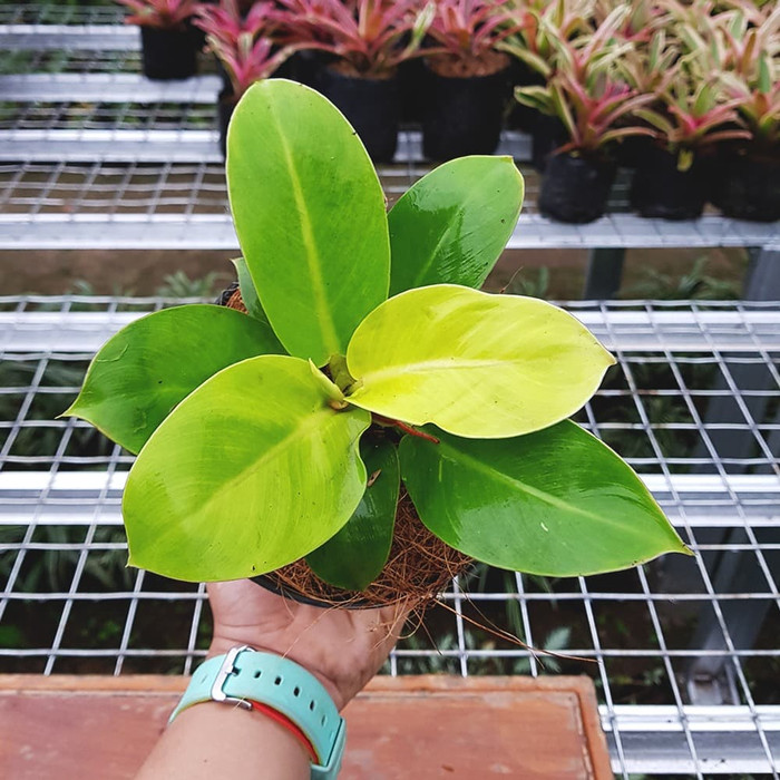 Jual Philodendron / Philo 'Moonlight' - Tanaman hias | Shopee Indonesia