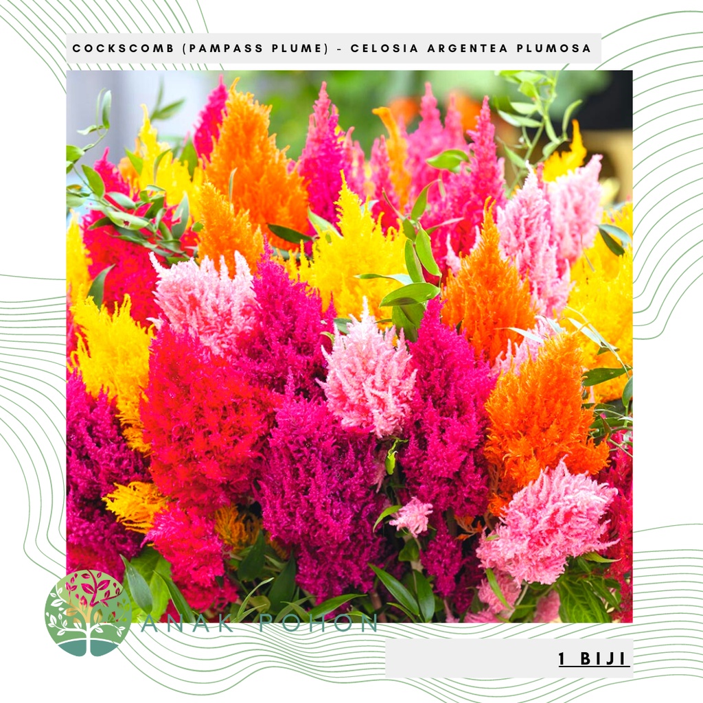 Jual Benih Bibit Biji - Bunga Celosia Pampas Plume Mix Cockscomb ...