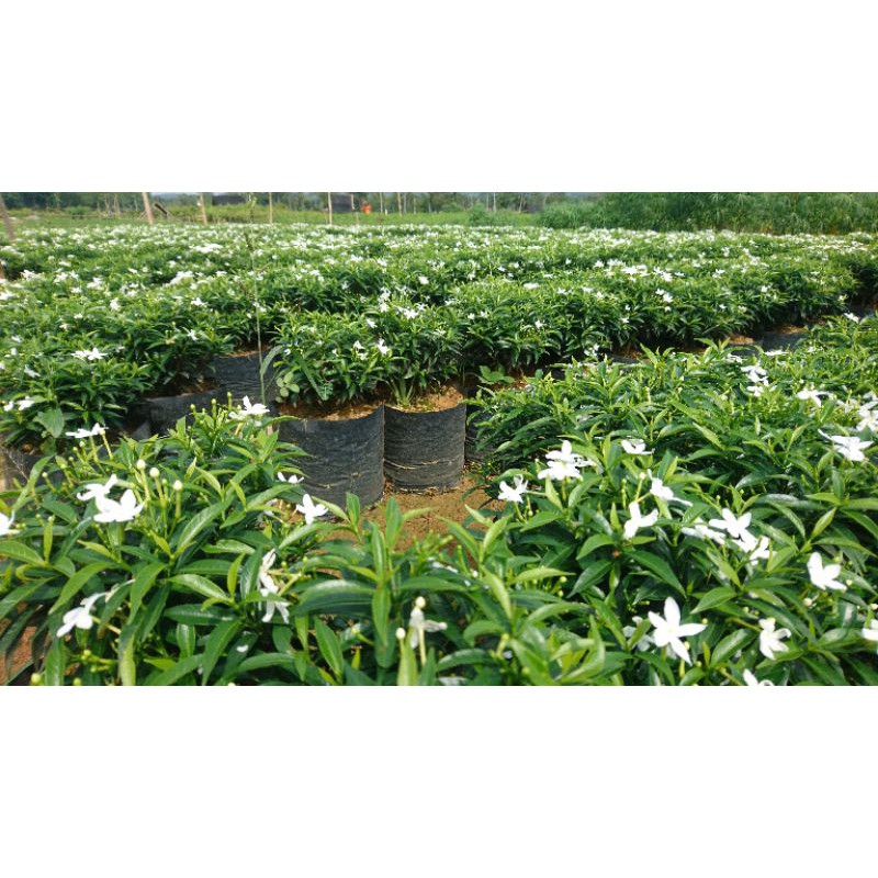 Jual Bunga Rombusa mini daun hijau atau bunga sabrina tanaman hias hida ...