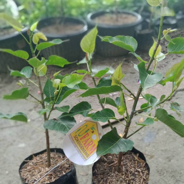 Jual Bibit Tanaman Pohon Bodhy Ori Dijamin Asli Untuk Bonsai Bodhi Bodi