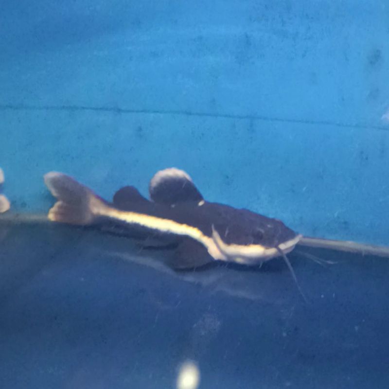 Jual ikan hias RTC ukuran -+15cm | Shopee Indonesia