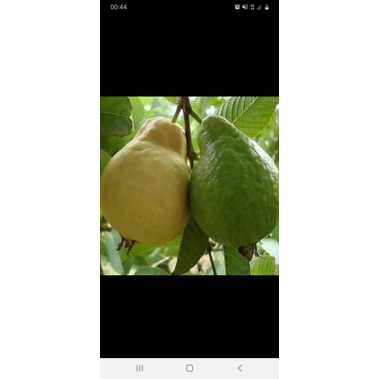 Jual apokat | Shopee Indonesia