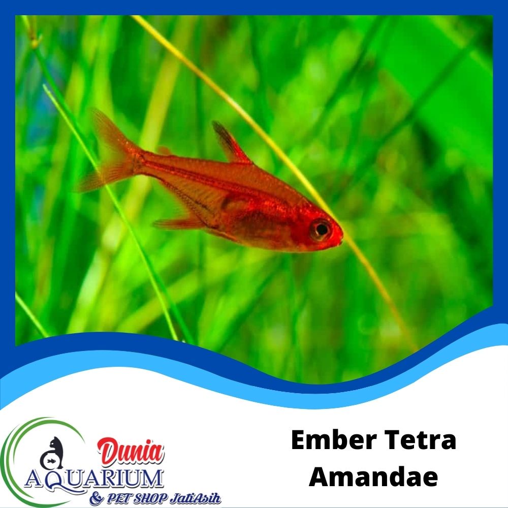 Jual Amandae Ember Tetra Ikan Hias Air Tawar Aquascape Aquarium ...