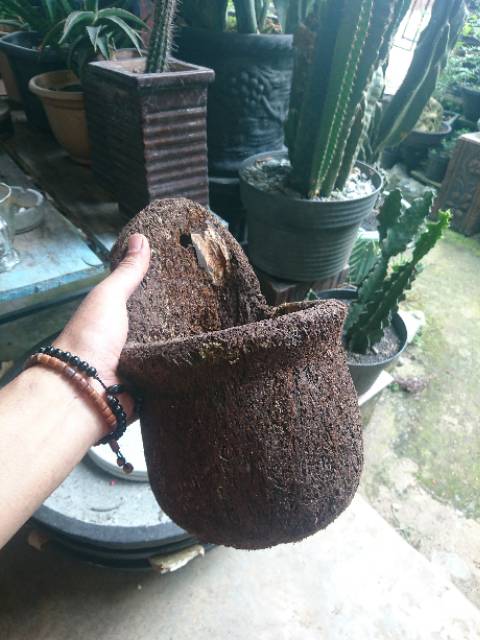 Jual Pot anggrek pot pakis pot galar pot antik | Shopee Indonesia