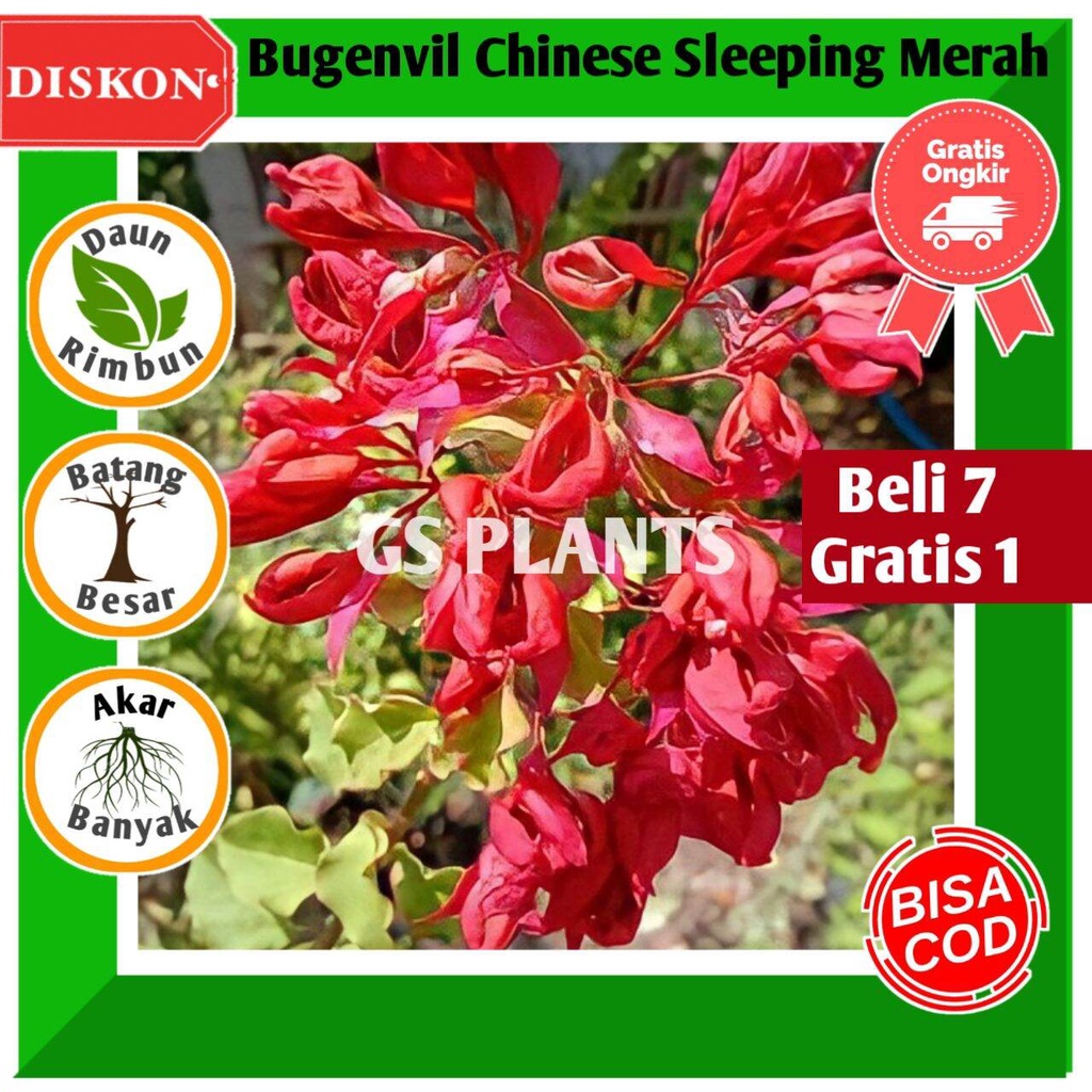 Jual Bibit Tanaman Hias Bugenvil Bunga Kertas Chinese Sleeping Beauty