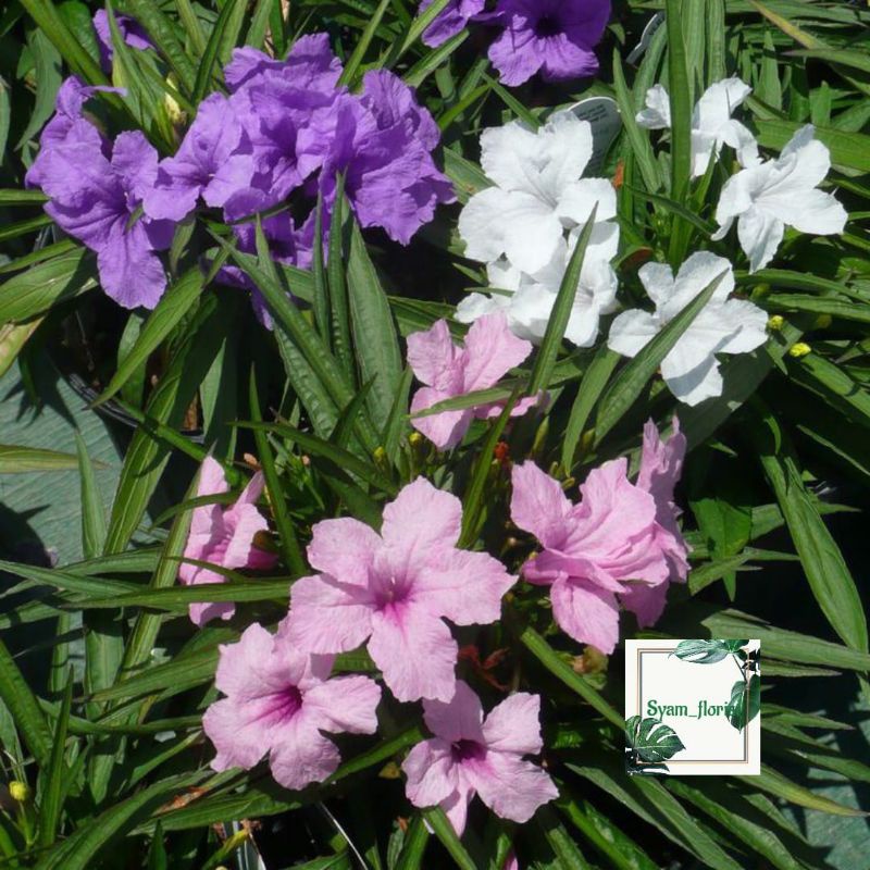 Jual Tanaman Hias Ruellia rebah katie bunga random | Shopee Indonesia