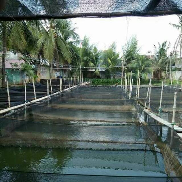 Jual waring keramba double rk bagus dan kuat 3x3 tinggi 1meter tidak ...