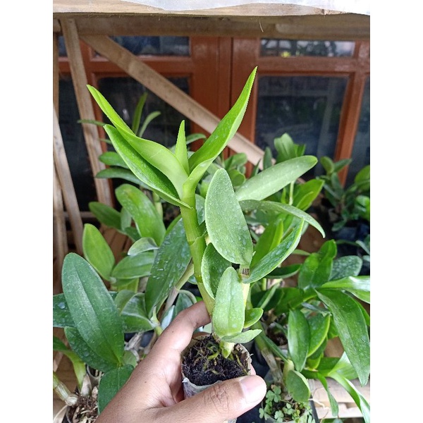 Jual Dendrobium rabbit | Shopee Indonesia
